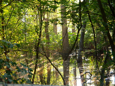 [A multitude of trees and large shrubs extending upward from the water as well as being reflected in it.]